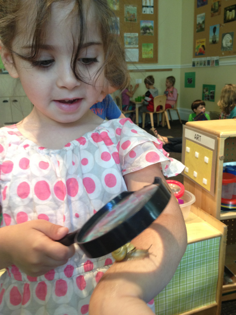 Sophie examines one of our classroom snails with a magnifying glass.